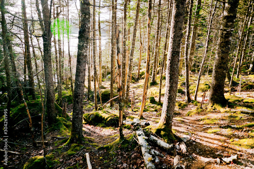 Obraz premium Sun lit forest of fir trees.