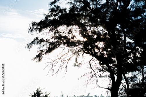 black big tree and white sky 