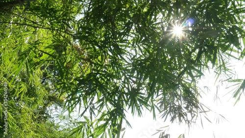 Green bamboo leaves moving by wind blow with sun light ray background - natural forest green leaves background concept