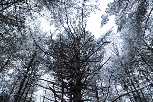 Wintery canopy of forest of conifers.