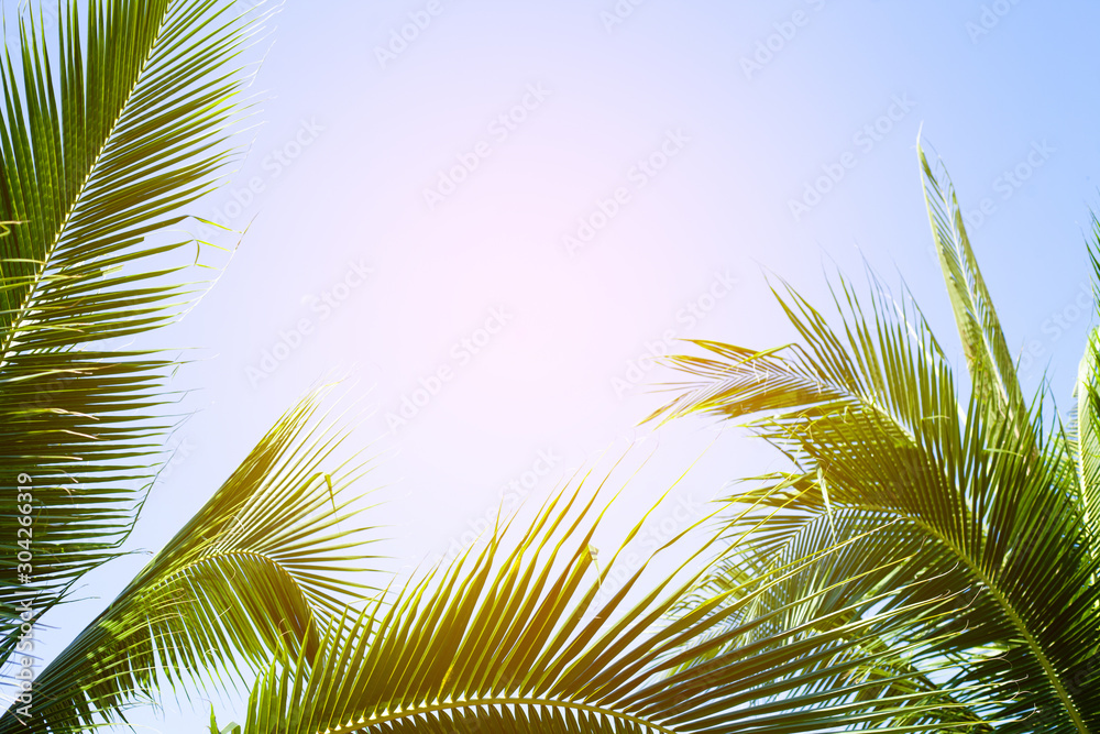 Fototapeta premium tropical palm leaf background, coconut palm trees perspective view
