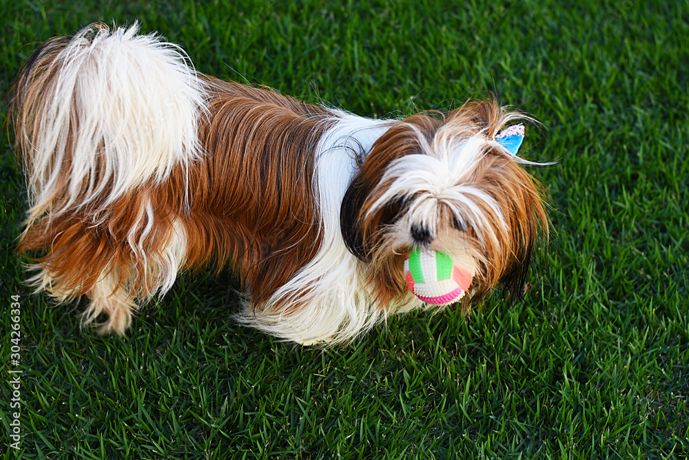 Shih-tzu dog Shih-tzu dog