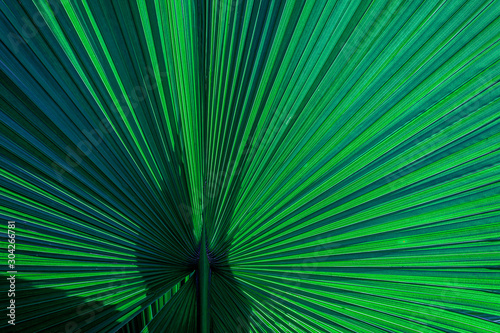 tropical palm leaf and shadow  abstract natural green background