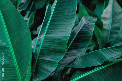 tropical banana leaf, abstract green banana leaf, large palm foliage nature dark green background