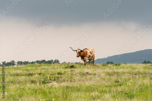 Texas Longhorn