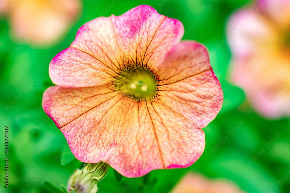 pink and orange flower bloom with green pink and orange flower bloom with green