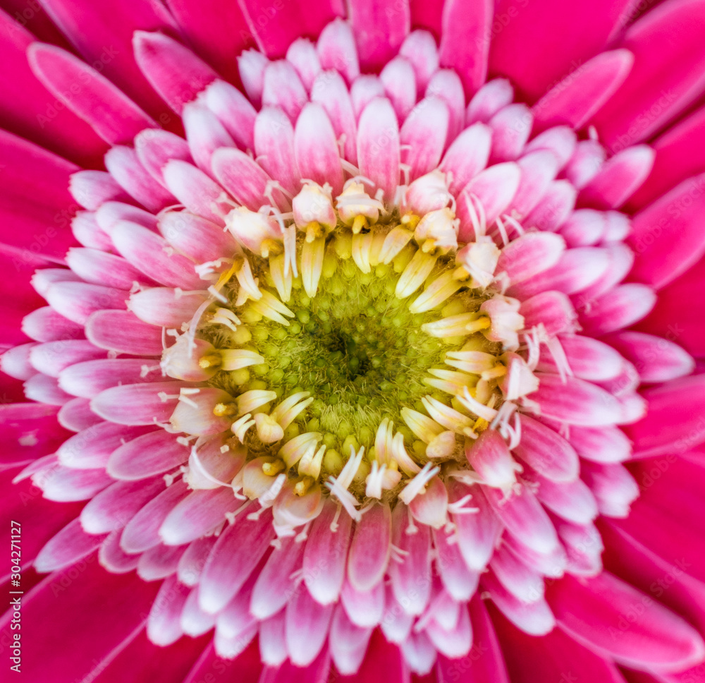 macro center of pink flower with yellow