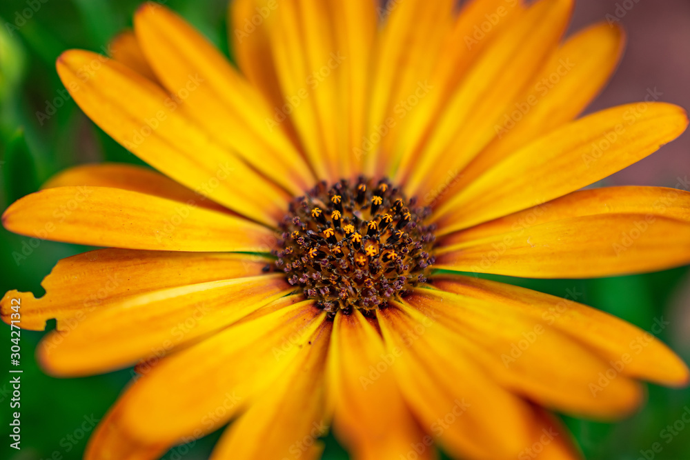 yellow flower daisy like petals macro yellow flower daisy like petals macro