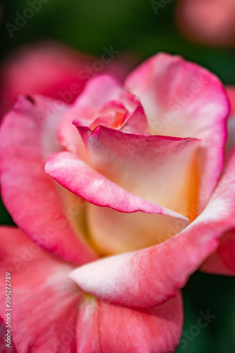pink and white rose blossom side view