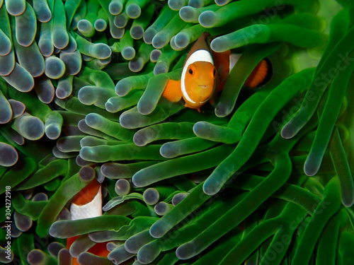 Closeup and macro shot of the Western Clownfish or Anemonefish during a leisure dive, Kota Kinabalu, Sabah. Malaysia, Borneo. The Land Below The Wind. photo