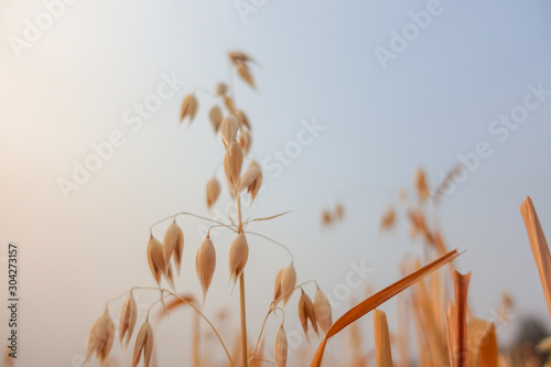 Wheat crop in field on sunny day