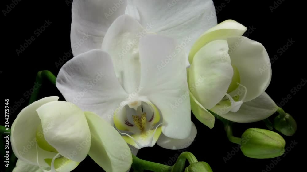 Time-lapse of opening orchid 4K on black background, macro Time-lapse of opening orchid 4K on black background, macro
