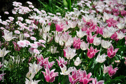 Wallpaper Mural フローランテ宮崎 Torontodigital.ca