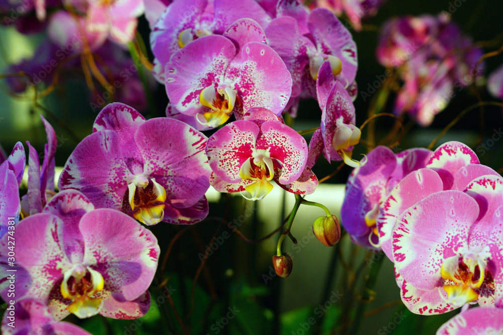 Fototapeta premium A pink and white phalaenopsis moth orchid flower in bloom