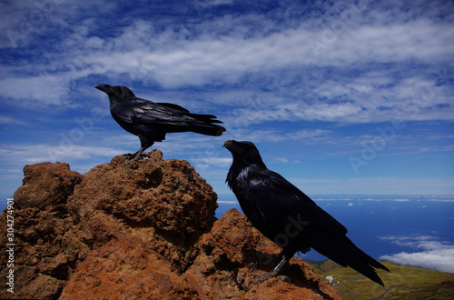 Raven couple contemplates the views from the top of Roque de los Muchachos