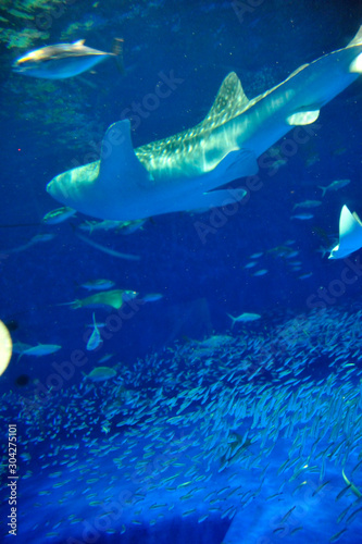 水族館