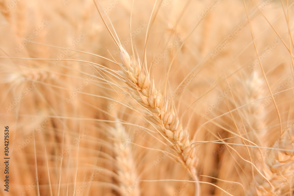 Wheat crop in field on sunny day Wheat crop in field on sunny day