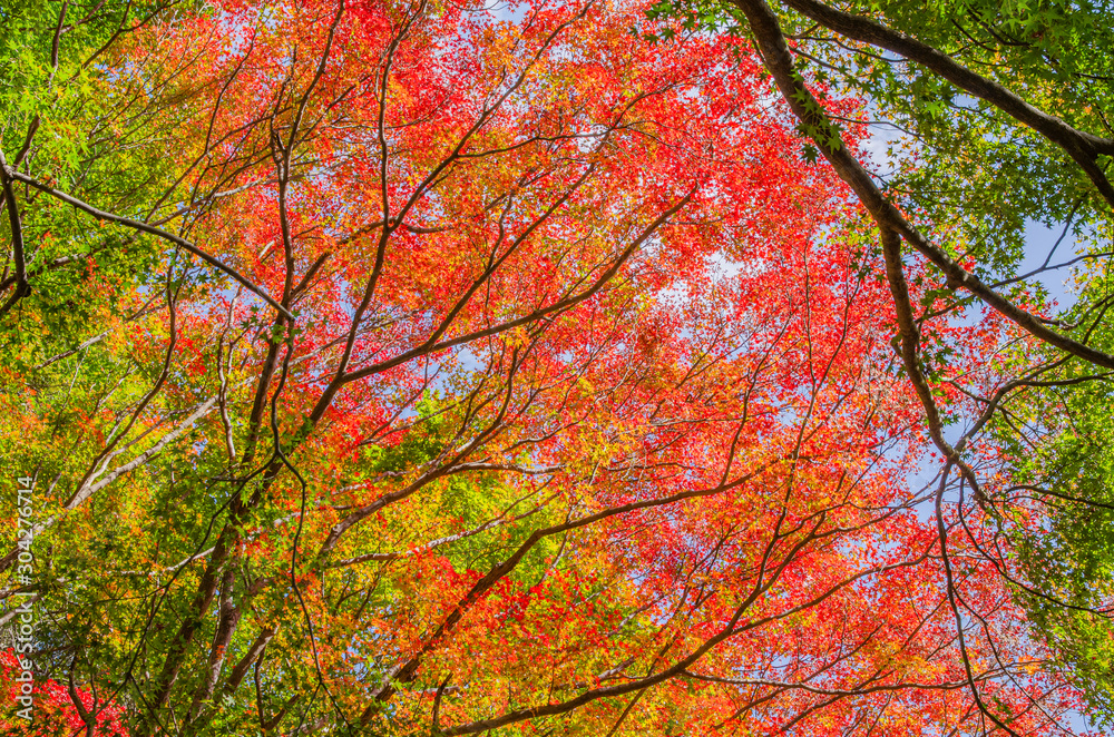 紅葉