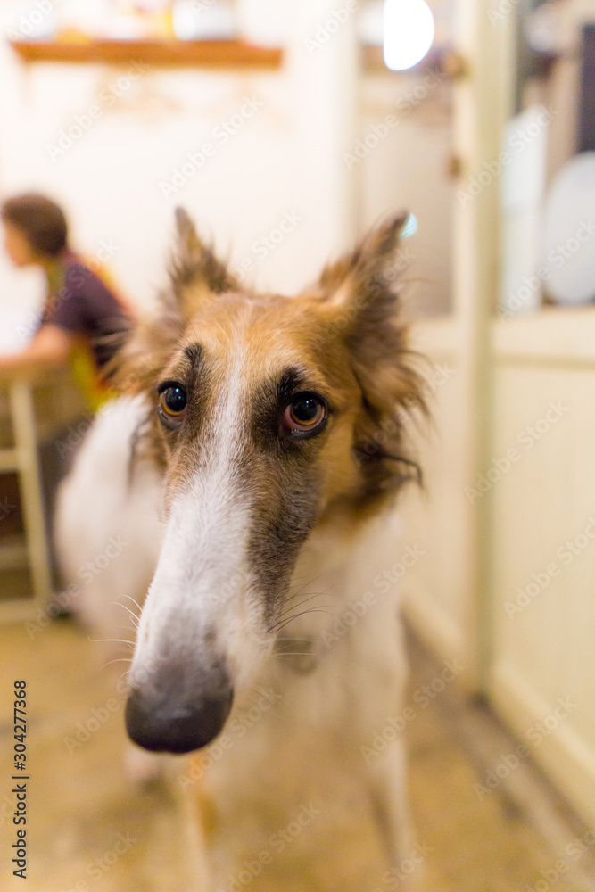 Fototapeta premium ボルゾイ 犬 ロシア