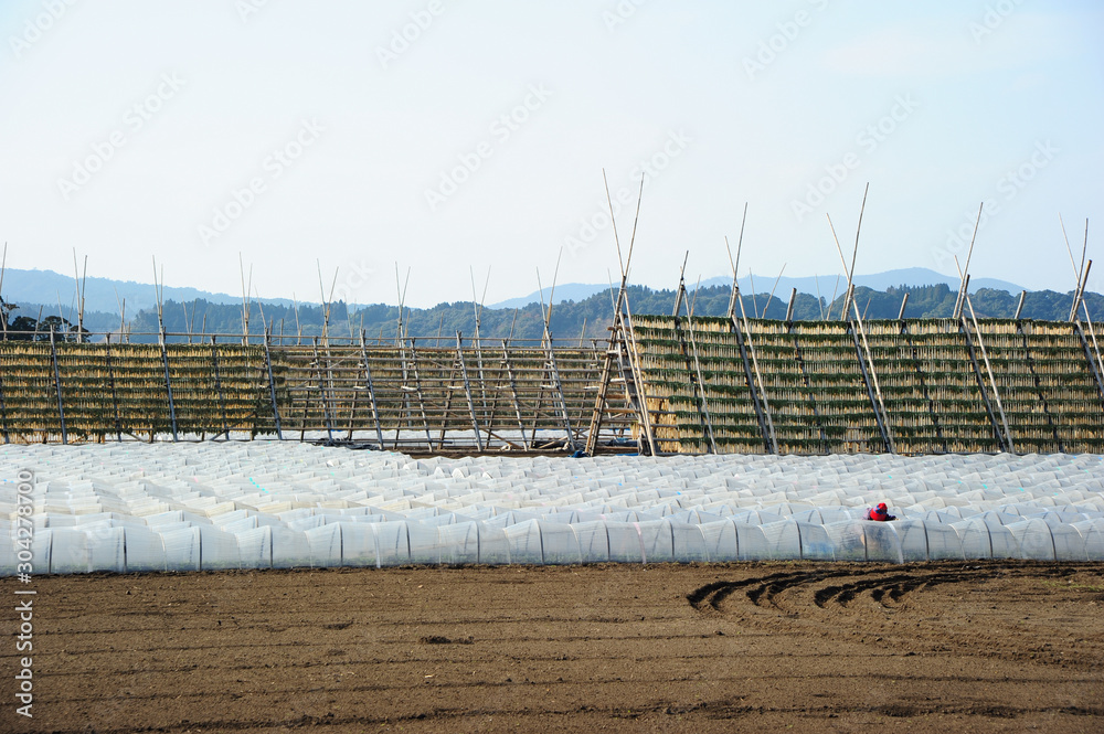 custom made wallpaper toronto digital大根やぐら