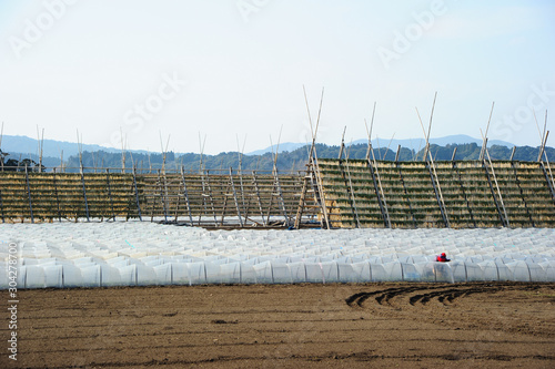 Wallpaper Mural 大根やぐら Torontodigital.ca