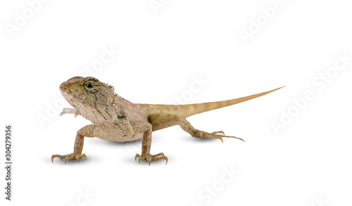 chameleon an isolated on white background