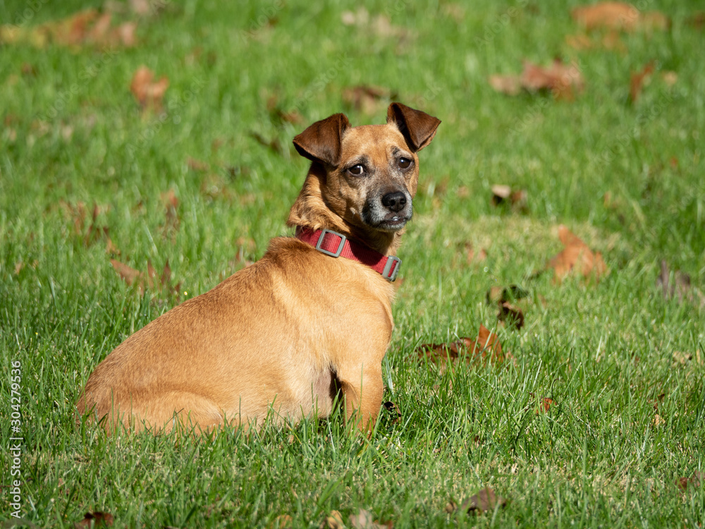 Sitting Dog