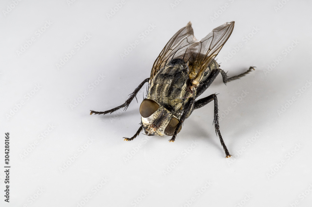Macro image of a fly on a white background Macro image of a fly on a white background
