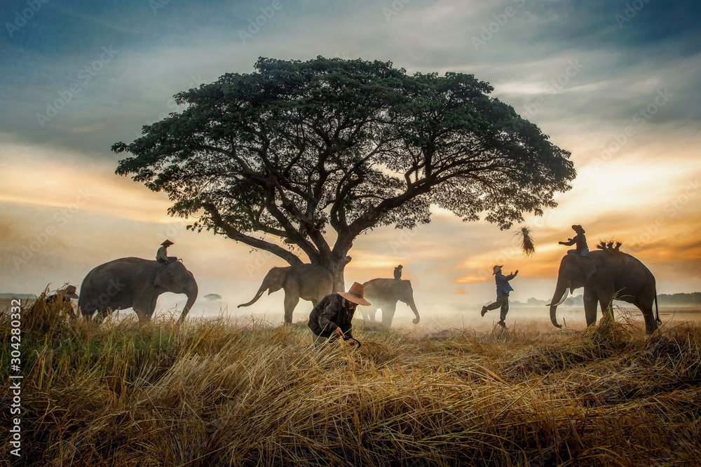 Φωτογραφία The silhouette of a person riding an elephant in a field near trees at the sunset time