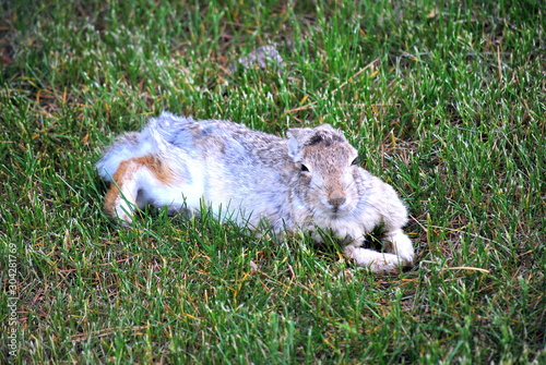 Rabbit in lawn outside. photo