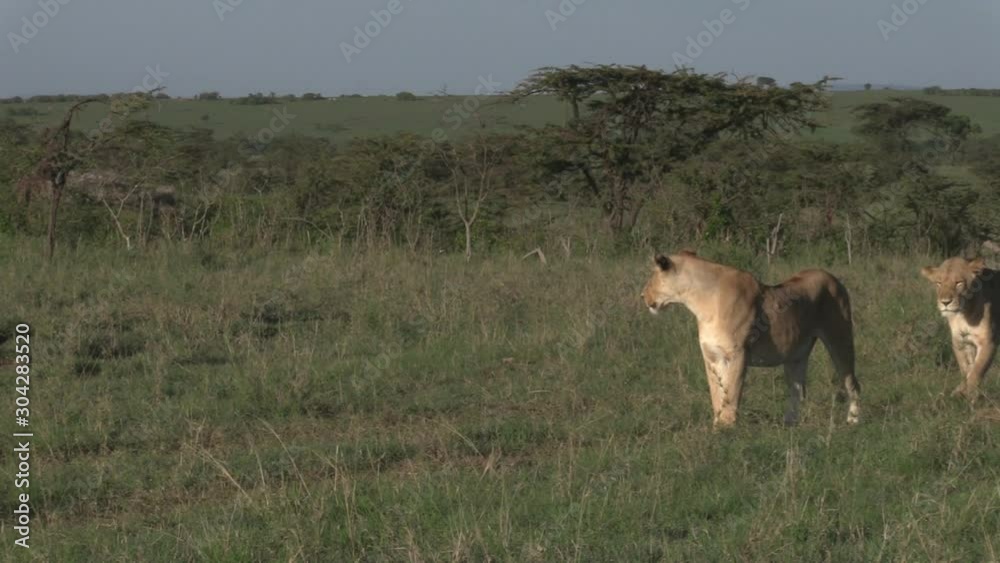 Three Lionesses Walking On The Grassland Of Olare Motorogi Conservancy In Masai Mara, Kenya - Close-up Shot Three Lionesses Walking On The Grassland Of Olare Motorogi Conservancy In Masai Mara, Kenya - Close-up Shot