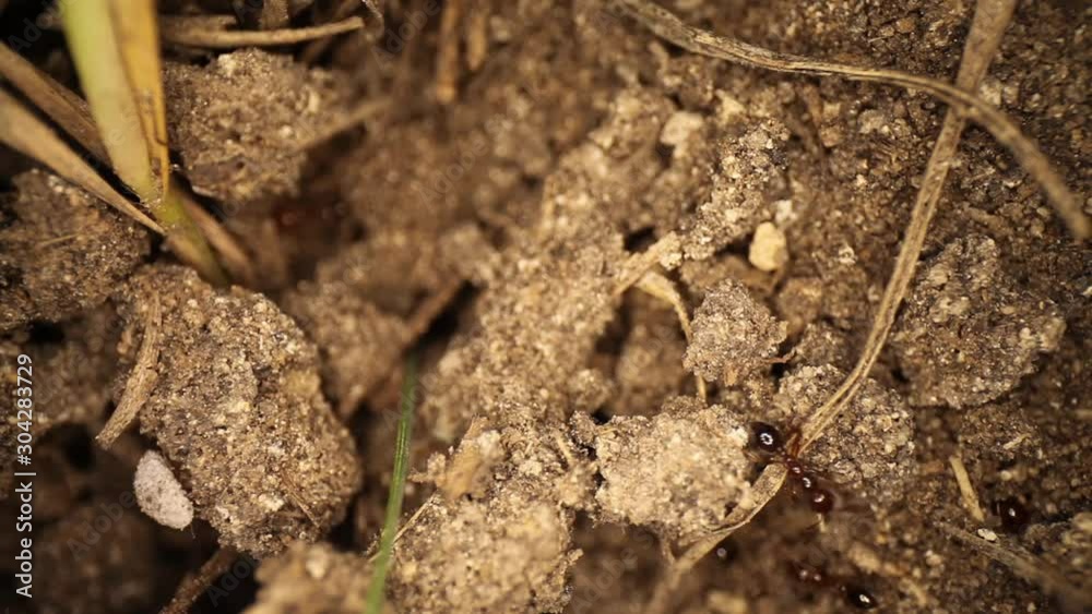 Top down view of disturbed fire ant mound - ants burrowing in the broken dirt, white shelled bug comes into view at the bottom. Top down view of disturbed fire ant mound - ants burrowing in the broken dirt, white shelled bug comes into view at the bottom.