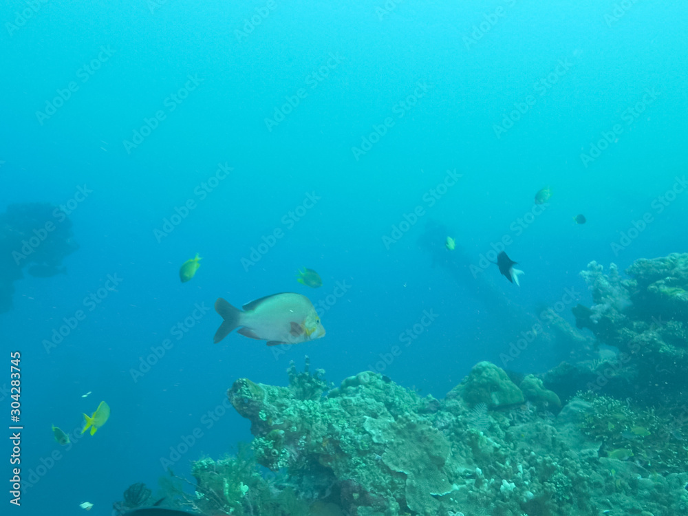 humpback red snapper at liberty wreck in tulamben, bali humpback red snapper at liberty wreck in tulamben, bali