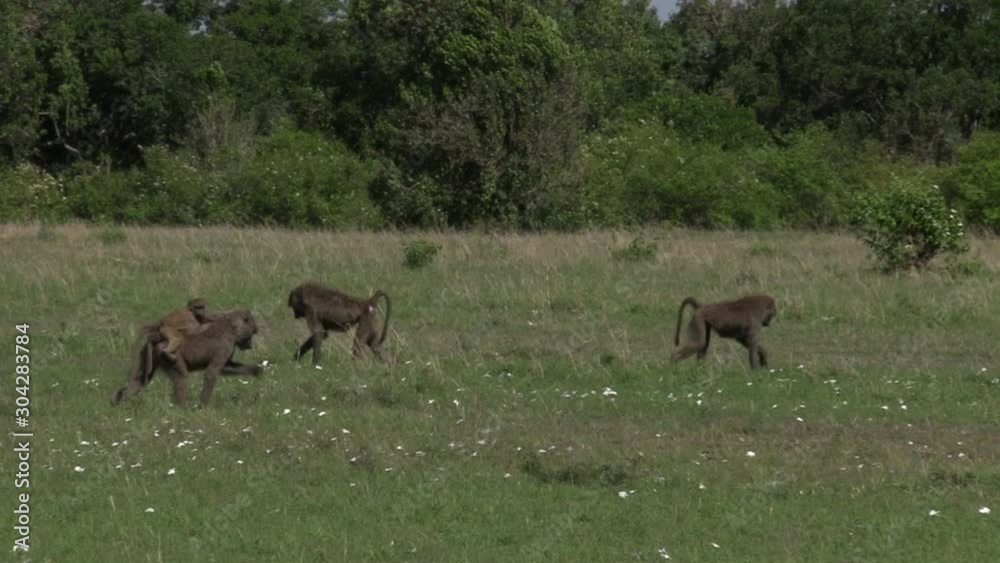 Three Baboons And An Infant Eating On The Grassland Of Olare Motorogi Conservancy In Masai Mara, Kenya - Close-up Shot Three Baboons And An Infant Eating On The Grassland Of Olare Motorogi Conservancy In Masai Mara, Kenya - Close-up Shot