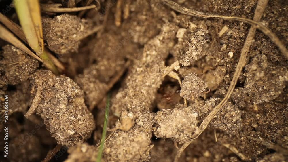 Top down view of disturbed fire ant mound - magnified section of ants moving throughout broken dirt, many ants moving pieces of dirt around. Top down view of disturbed fire ant mound - magnified section of ants moving throughout broken dirt, many ants moving pieces of dirt around.
