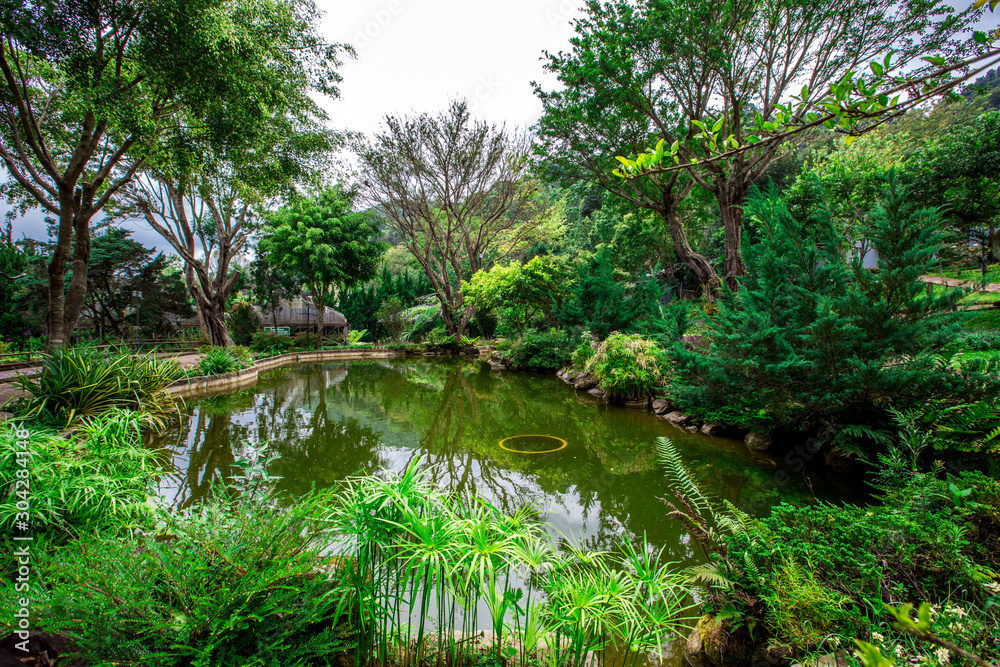 Fototapeta premium The natural background of the decoration of the park or the ornamental garden, the atmosphere is surrounded by many plants, for people to sit and relax while traveling. B