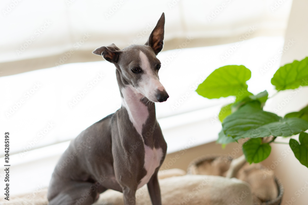 自宅のイタリアングレイハウンド犬 Stock Photo Adobe Stock