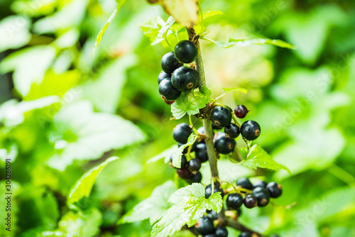 Ripe and juicy black currant berries on the branch. Selective focus. Shallow depth of field.