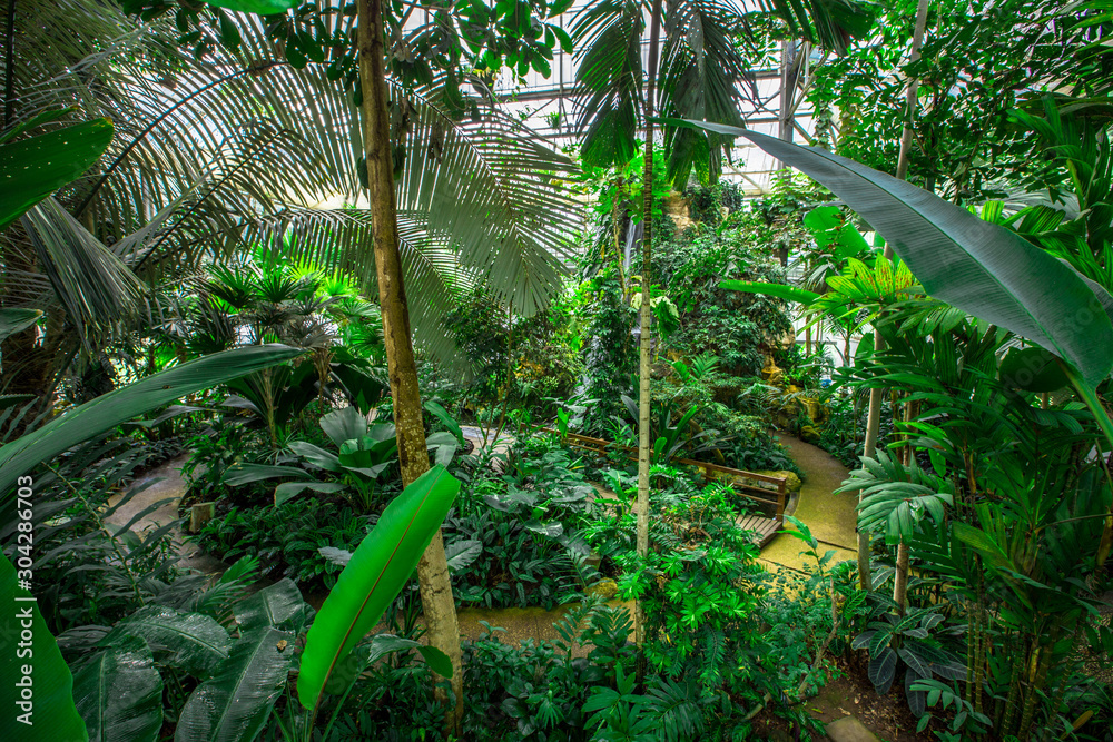 Naklejka premium Queen Sirikit Botanical Garden- Chiang Mai:19September2019, atmosphere in the nursery of various garden plants(winter flowers Located Mae Rim District,a conservation and tourist attraction,Thailand