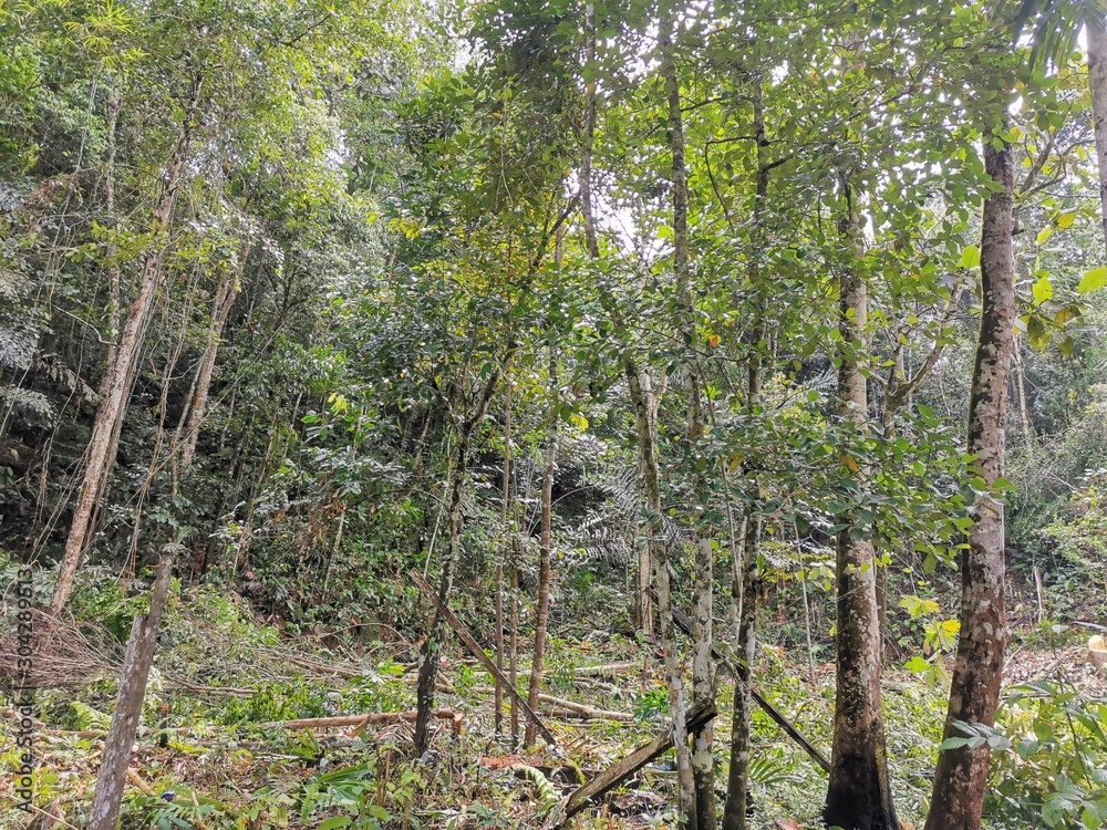 Outdoor land area ready to build houses and development in Kota Kinabalu, Sabah. Malaysia, Borneo. The Land Below The Wind. Outdoor land area ready to build houses and development in Kota Kinabalu, Sabah. Malaysia, Borneo. The Land Below The Wind.