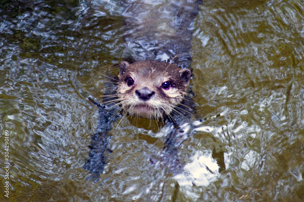 Portrait of Asian small clawed otters (aonyx cinerea) loking into a pool of water.. Portrait of Asian small clawed otters (aonyx cinerea) loking into a pool of water..