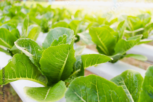 green cos romaine hydroponic farm