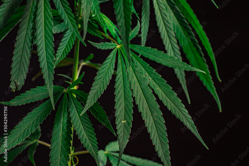 Thematic photos of hemp and marijuana Green leaf Thematic photos of hemp and marijuana Green leaf