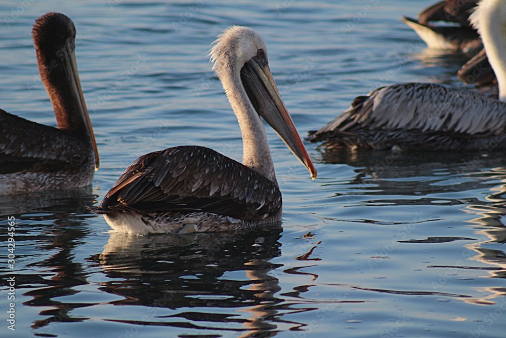 Pelicans floating in the sea on the beach of Algarrobo, central coast of Chile Pelicans floating in the sea on the beach of Algarrobo, central coast of Chile