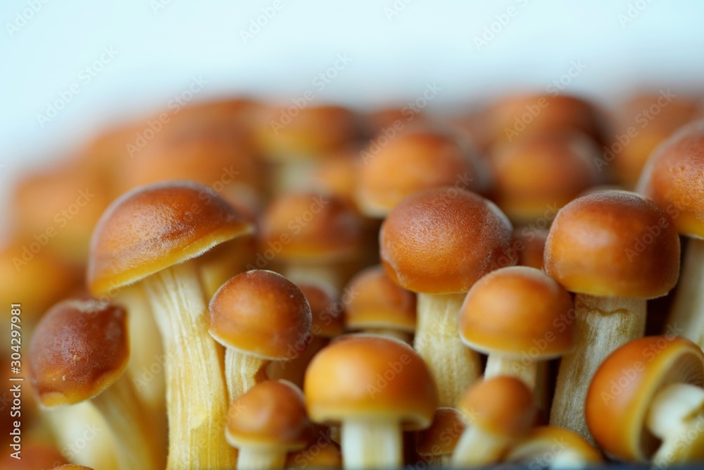 exotic brown mushrooms on white background exotic brown mushrooms on white background