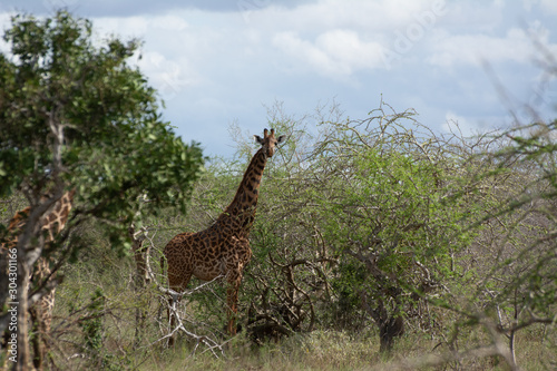 giraffe standing in dense trees near tsavo kenya photo