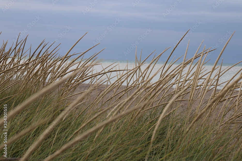 Fototapeta premium grass and blue sky