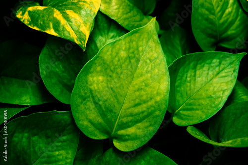 Fresh green leaves with natural background  with beautiful smooth leaves for wallpapers.