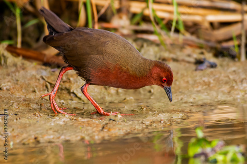 bird in park photo