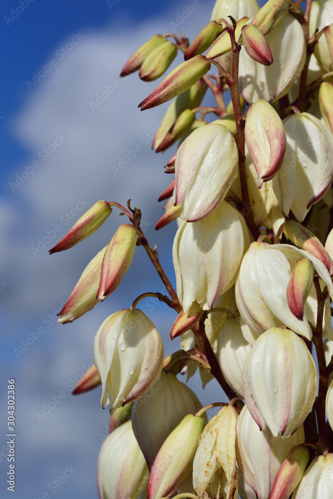 Obraz premium Closeup of yucca palm tree fresh white blossoms in front of blue sky with clouds in portrait format
